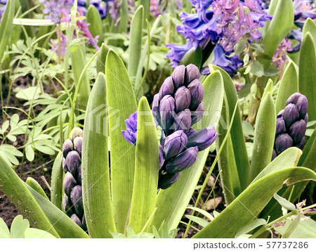 Leaves of water lilies on a pond with water drop  57737286