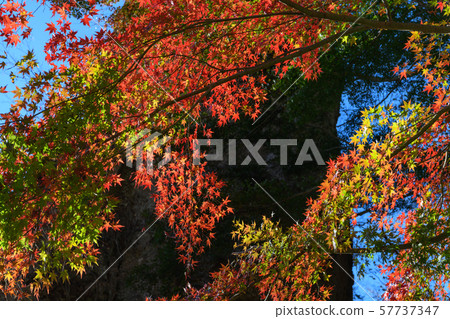 妙木山的第一個石門和日本楓樹的秋葉 妙木山的第一個石門和日本楓樹的秋葉 57737347