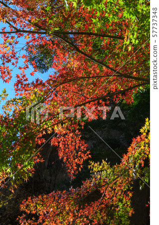 The first stone gate of Mt. Myogi and autumn leaves of Japanese maple 57737348