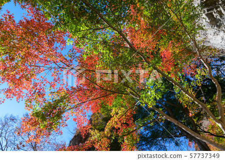 The first stone gate of Mt. Myogi and autumn leaves of Japanese maple The first stone gate of Mt. Myogi and autumn leaves of Japanese maple 57737349