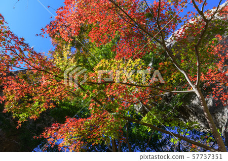 The first stone gate of Mt. Myogi and autumn leaves of Japanese maple 57737351