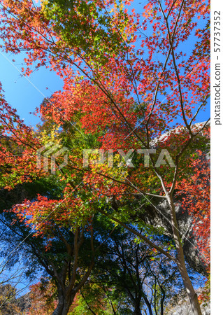 The first stone gate of Mt. Myogi and autumn leaves of Japanese maple The first stone gate of Mt. Myogi and autumn leaves of Japanese maple 57737352