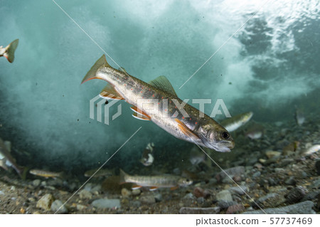 Colorful masses 57737469