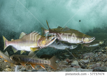 Colorful masses 57737474