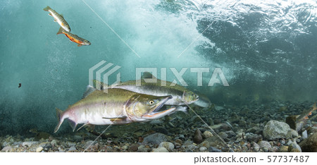 多彩的群眾 57737487