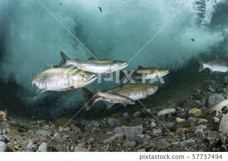 多彩的群眾 多彩的群眾 57737494