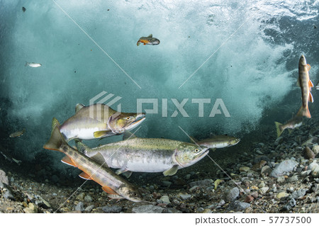 多彩的群眾 57737500