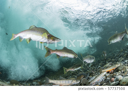 多彩的群眾 57737508