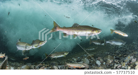 多彩的群眾 57737510