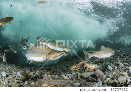 多彩的群眾 57737512