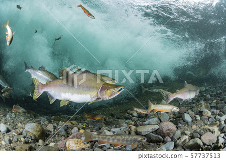 多彩的群眾 57737513