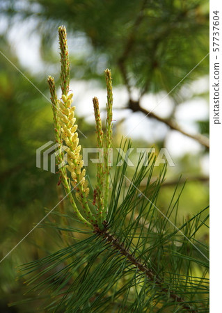 Pine tree Pine tree 57737604