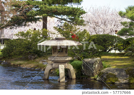 兼六園賞櫻花 兼六園賞櫻花 57737666