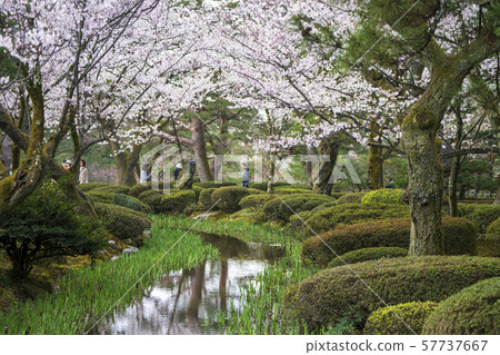 Cherry blossom viewing in Kenrokuen Cherry blossom viewing in Kenrokuen 57737667