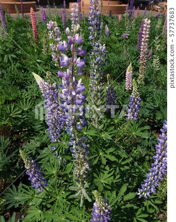 Lupine Lupine 57737683