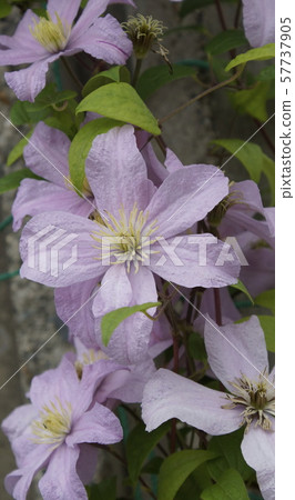 鐵線蓮紫色花 鐵線蓮紫色花 57737905