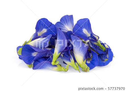 butterfly pea, blue pea, or asian pigeonwings butterfly pea, blue pea, or asian pigeonwings 57737970