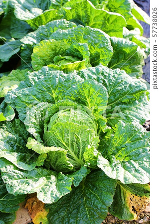 Green cabbage 57738026