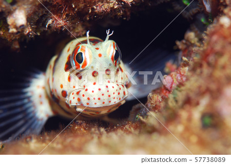 Montuki蛙魚 Montuki蛙魚 57738089
