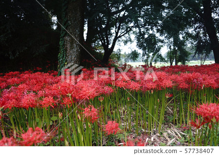 Nanatsumori old burial mounds in Taketa City, Oita Prefecture, in full bloom of cluster amaryllis 57738407