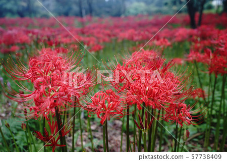大分縣竹田市七十森古墓群簇生朱頂蘭 57738409