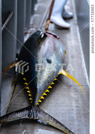 金槍魚 金槍魚 57738865
