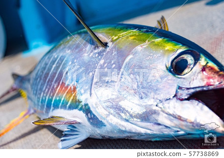 Yellowfin tuna juvenile Yellowfin tuna juvenile 57738869