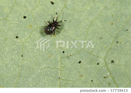 第5齡幼蟲幼蟲Medaka臭蟲。觸角的顏色各不相同，但“ Medaka”則適中 57739415