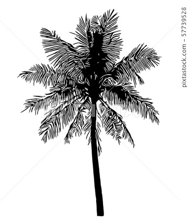 coconut palm tree silhouette on white background 57739528