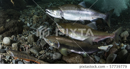 多彩的群眾 57739779