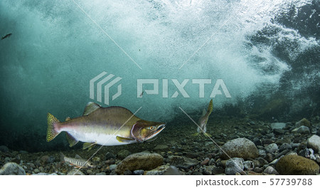 Colorful masses 57739788