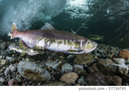 多彩的群眾 57739795