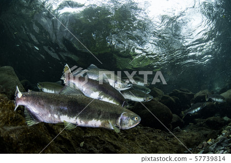 多彩的群眾 57739814