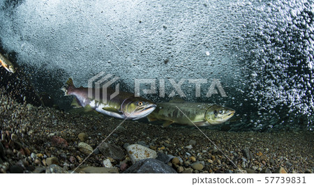 多彩的群眾 57739831