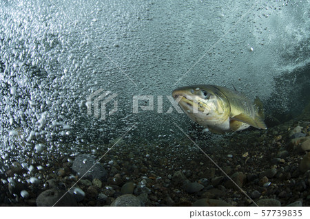 多彩的群眾 57739835