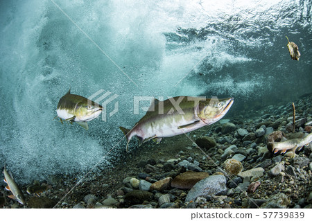 多彩的群眾 57739839