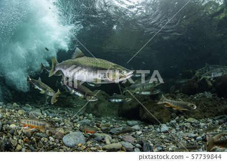 多彩的群眾 57739844