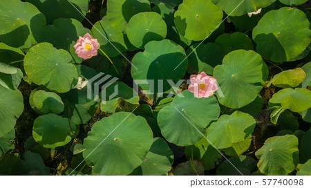 Pink lotus flower in the pond. Background is the lotus leaf and flowers. Pink lotus flower in the pond. Background is the lotus leaf and flowers. 57740098
