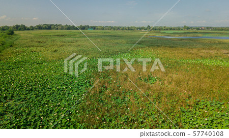 Pink lotus flower in the pond. Background is the lotus leaf and flowers. 57740108