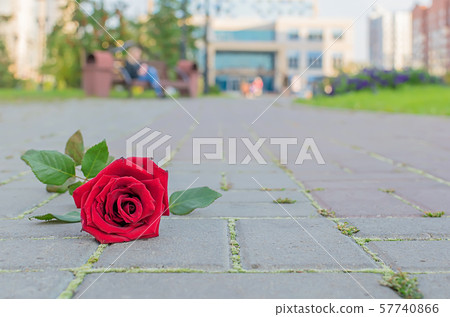 red rose lies on the path in the city Park 57740866