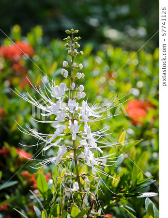 Cat's Whiskers flower Cat's Whiskers flower 57741128