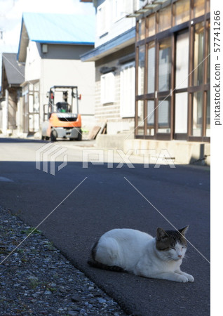 放鬆在樹蔭下的貓 57741266