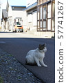 貓在街上 57741267