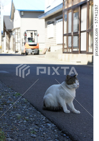 貓在街上 57741267