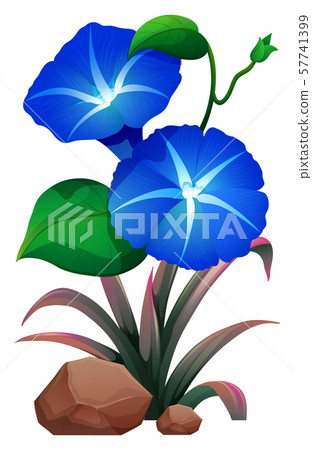 Blue morning glory and rocks on white background Blue morning glory and rocks on white background 57741399