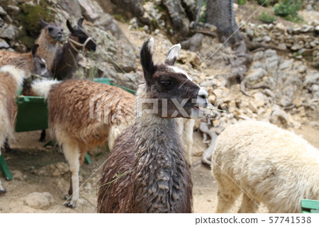 Solar island livestock Solar island livestock 57741538