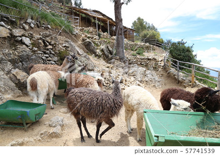 Sun Island, Lake Titicaca, Bolivia Sun Island, Lake Titicaca, Bolivia 57741539