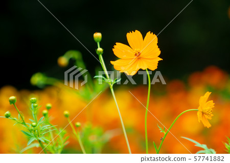 宇宙 宇宙 57741882