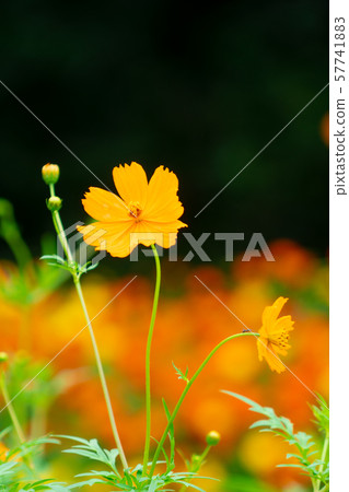 宇宙 宇宙 57741883