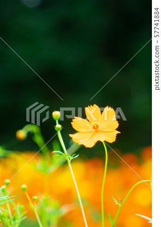 宇宙 宇宙 57741884